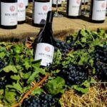 Private tour to Khor Virap Noravank wine tasting birds cave - Practical Details and What to Expect
