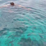 Private Tour to Mnemba Island with Lunch - Dolphins and Snorkeling: Marine Encounters Made Easy