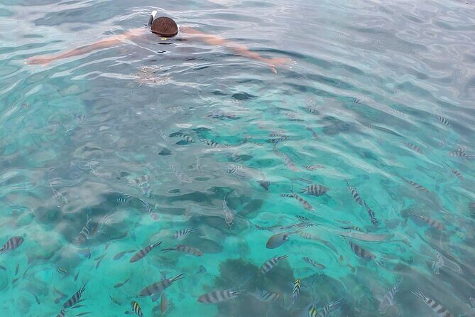 Private Tour to Mnemba Island with Lunch - Dolphins and Snorkeling: Marine Encounters Made Easy
