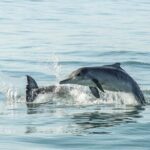 Private Tour: Whale Watching Shared Boat Trip from Cape Town - FAQ