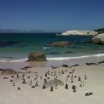 Private Tour with Wine Expert to Cape of Good Hope & Constantia Wine Region - What We Love About This Tour