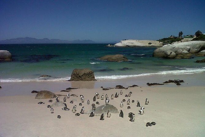 Private Tour with Wine Expert to Cape of Good Hope & Constantia Wine Region - What We Love About This Tour