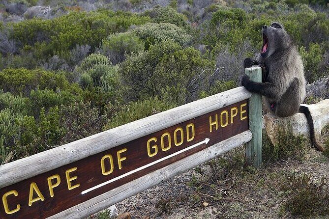 Private Tour:Cape of Good Hop>Seal island>Chapmanspeak &Penguins - Authentic Experiences & Personal Touches