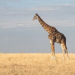 Private Transfer from Kigali Airport (KGL) to Kigali - Who Should Consider This Service?