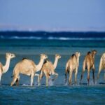 Private trip to wadi el Gemal from Marsa Alam - Transport and Comfort