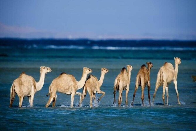 Private trip to wadi el Gemal from Marsa Alam - Transport and Comfort