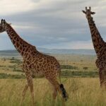 Private Tsavo East Tour - An In-Depth Look at the Private Tsavo East Tour