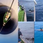 Private Whales & Dolphins Excursion: for you exclusively! - The itinerary in detail