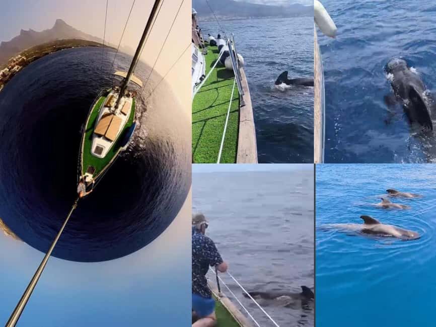 Private Whales & Dolphins Excursion: for you exclusively! - The itinerary in detail