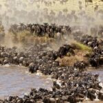 PRIVATE Wildebeest Calving Safari, Tanzania, January to March - What Sets This Safari Apart?