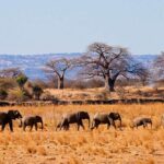 Private Wildlife Encounter at Tarangire National Park - What the Tour Offers