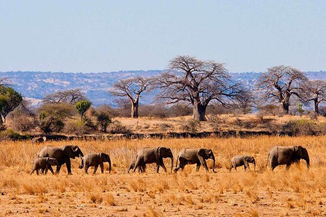 Private Wildlife Encounter at Tarangire National Park - What the Tour Offers