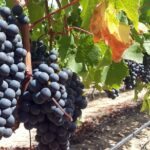 Private Wine Tasting Tour in Constantia, Cape Town - The Experience: What Sets It Apart