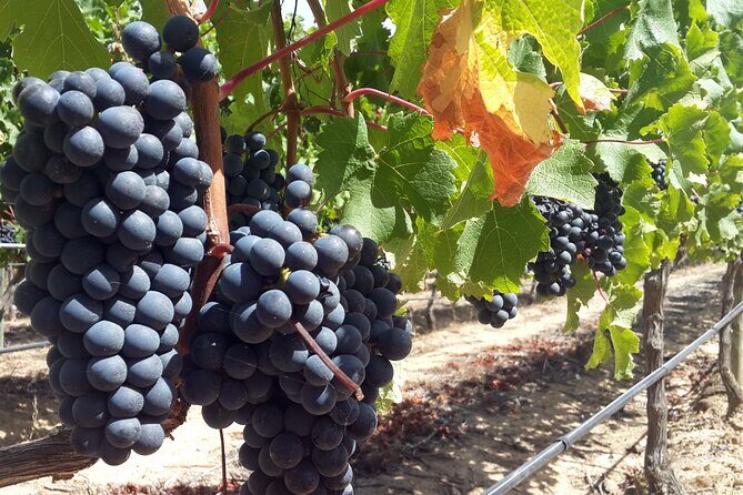 Private Wine Tasting Tour in Constantia, Cape Town - The Experience: What Sets It Apart