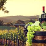 Provence Organic Wine Tasting Half Day Tour from Nice - Transportation & Group Size