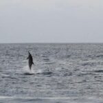Pula: Boat Dolphin tour and Romantic Sunset at N.P. Brijuni - What’s Included & Practical Details
