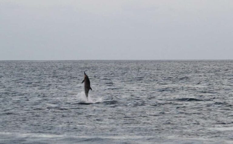 Pula: Boat Dolphin tour and Romantic Sunset at N.P. Brijuni - What’s Included & Practical Details