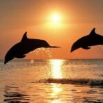 Pula: Dolphin and Sunset Watching with Dinner and Drinks - Why This Tour Works: The Main Attractions