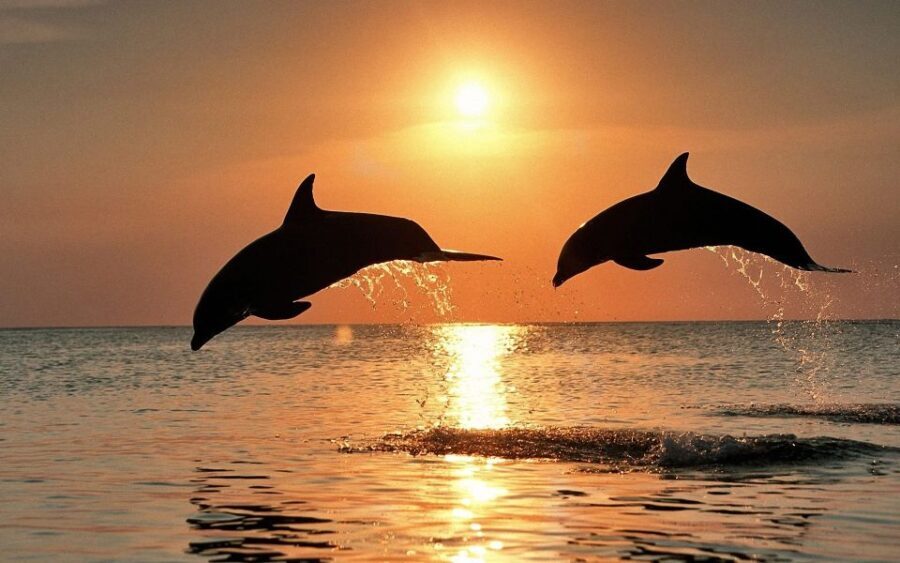 Pula: Dolphin and Sunset Watching with Dinner and Drinks - Why This Tour Works: The Main Attractions