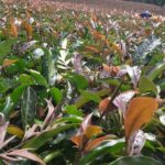 Purple Tea Farm Tour from Nairobi City - Specialty Tea Tasting - Why This Tour Offers Great Value