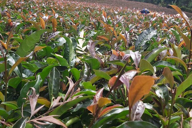 Purple Tea Farm Tour from Nairobi City - Specialty Tea Tasting - Why This Tour Offers Great Value