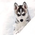 Pyhätunturi: Husky safari 5km including a farm visit - Exploring the Husky Safari Step-by-Step