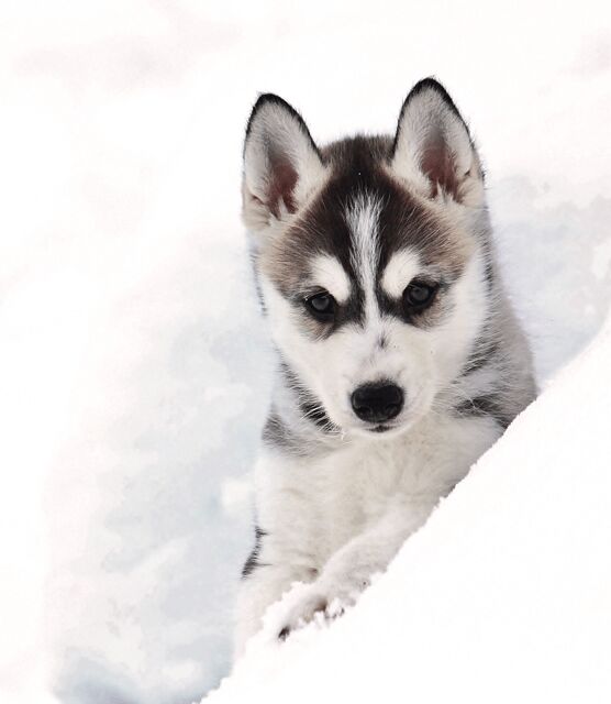 Pyhätunturi: Husky safari 5km including a farm visit - Exploring the Husky Safari Step-by-Step