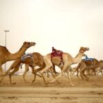 Qatar West Coast tour to Richard Serra Sculpture and Mushroom Rock Formation - Practical Details: The Ride, Timing, and Comfort