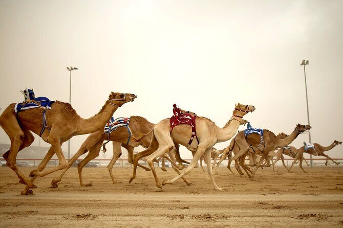 Qatar West Coast tour to Richard Serra Sculpture and Mushroom Rock Formation - Practical Details: The Ride, Timing, and Comfort