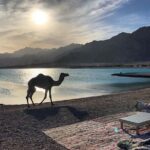 Quad Bike Trip to Wadi Gunai from Dahab - Value and Practical Considerations