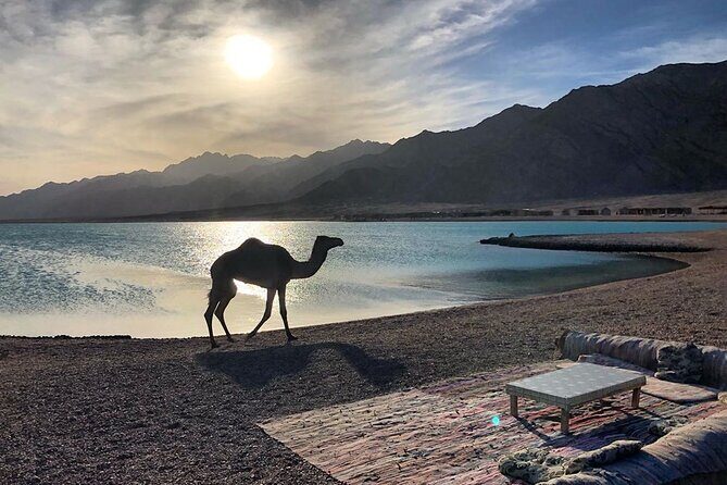 Quad Bike Trip to Wadi Gunai from Dahab - Value and Practical Considerations