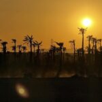 Quad tour to La Palmeraie de Marrakech - What Makes This Tour Stand Out?