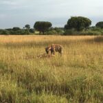 Queen Elizabeth Open Safari Jeeps for game drives. - Who Will Love This Safari?
