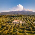 Randazzo: Extra virgin olive oil tasting and olive grove tour - Why This Tour Offers Great Value