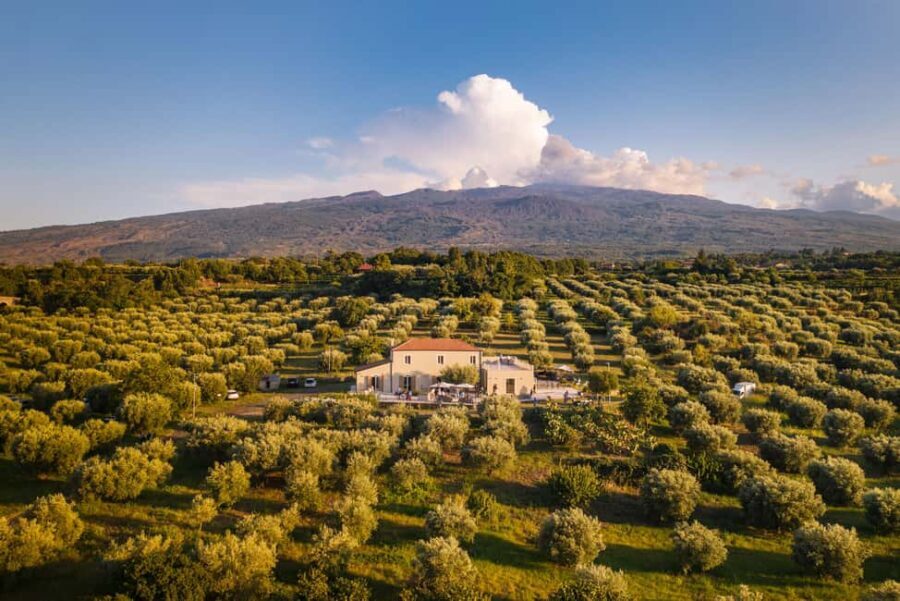 Randazzo: Extra virgin olive oil tasting and olive grove tour - Why This Tour Offers Great Value