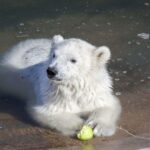 Ranua Wildlife Park Guided Tour from Rovaniemi, With Lunch - Who Will Love This Tour?