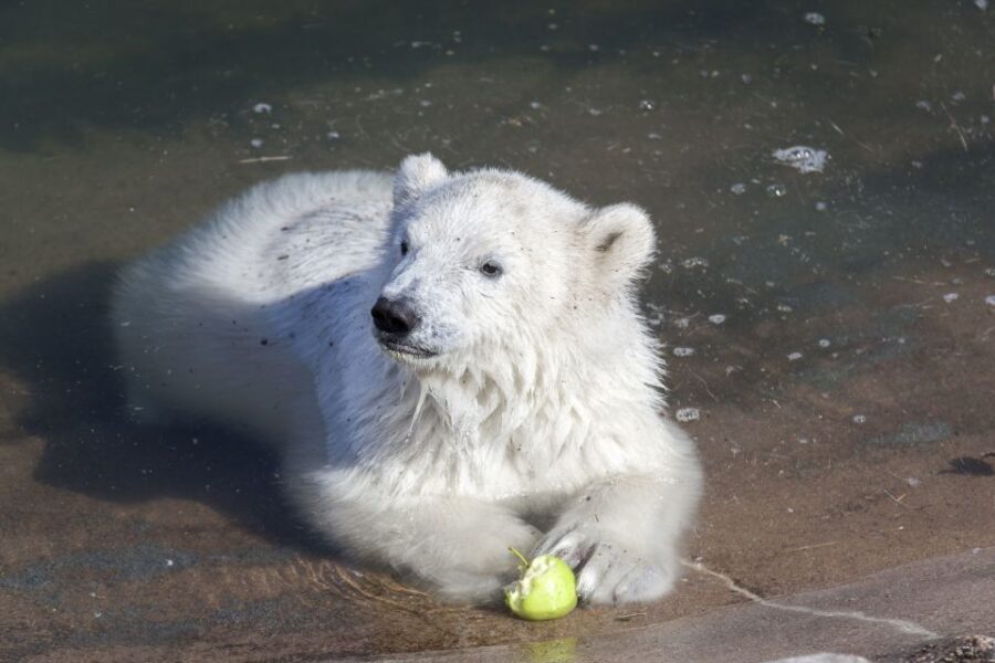 Ranua Wildlife Park Guided Tour from Rovaniemi, With Lunch - Who Will Love This Tour?