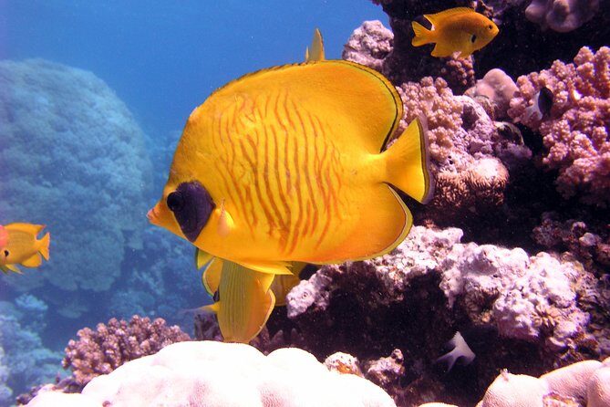 Ras Mohamed by Bus from Sharm elsheikh - Who Will Love This Tour?