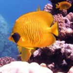 Ras Mohamed National Park by Bus Half Day - Sharm ElSheikh - Who Will Love This Tour?