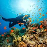 Ras Mohamed, White Island Trip, Two Stops Diving -Sharm El Sheikh - Authentic Insights from Travelers