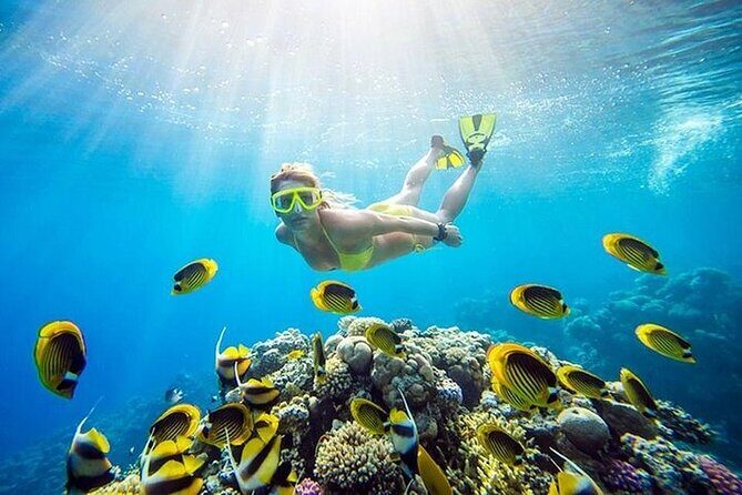 Ras Mohammed and White Island Snorkeling Sea Trip with Lunch - The Value of This Tour