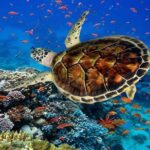Ras Mohammed Diving Day Trip from Sharm el-Sheikh - What to Expect from the Itinerary