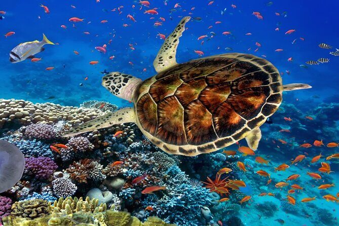 Ras Mohammed Diving Day Trip from Sharm el-Sheikh - What to Expect from the Itinerary