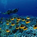 Red Sea: Semi Submarine Trip & Snorkeling - What’s Included and What to Watch Out For