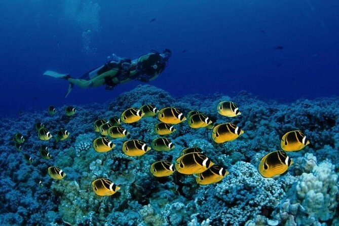Red Sea: Semi Submarine Trip & Snorkeling - What’s Included and What to Watch Out For