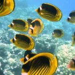 Red Sea Snorkeling from Hurghada - Frequently Asked Questions