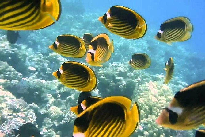 Red Sea Snorkeling from Hurghada - Frequently Asked Questions