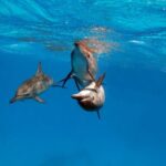 Red Sea Wonders Dolphin House Snorkeling Cruise & Lunch_ Hurghada - The Experience Through Reviewers’ Eyes