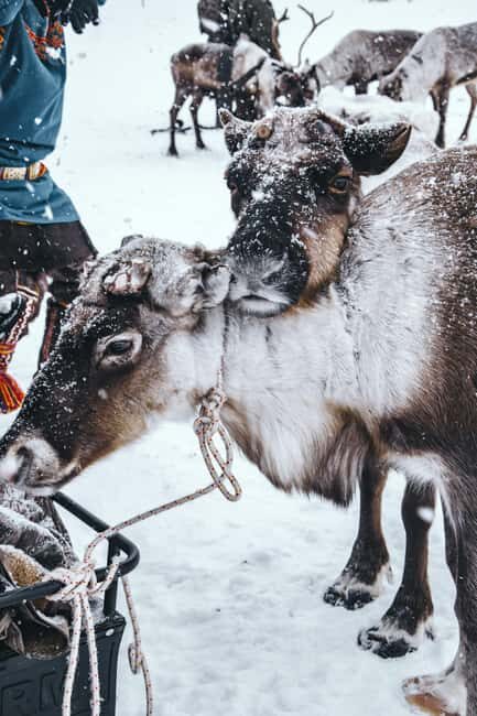 Reindeer Farm Visit with Sled Ride and Ice Fishing - Who Would Benefit Most?