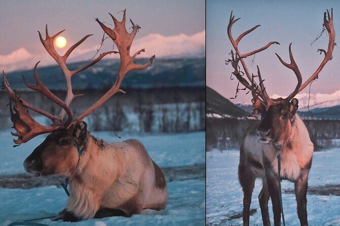 Reindeer feeding & Saami Culture with chance for Northern Lights - What Could Be Better